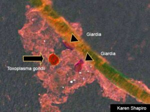 Plastisphere with Giardia and Toxoplasma